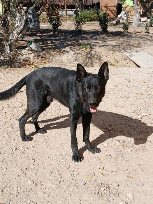 Продаётся овчарка кабель 30000