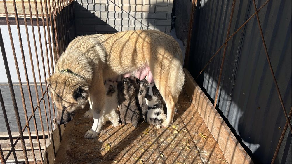 Отдам в щенки Алабая