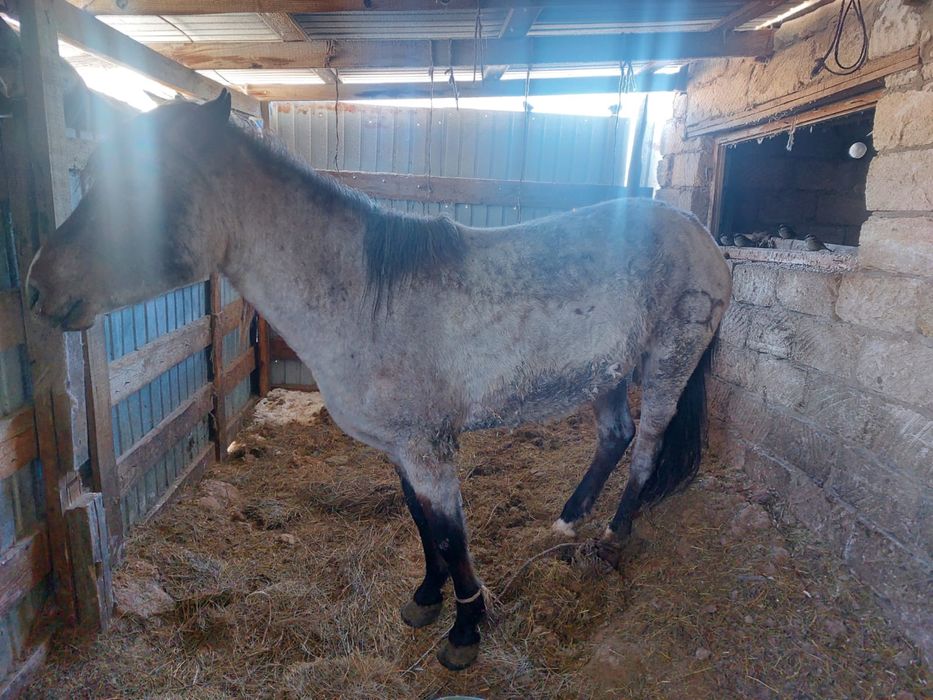 Продаются лошадь  бие сатылады