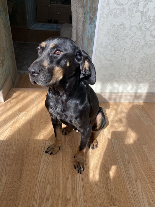 На Курдае на стоянке найдена собака. Отдам только хозяину.