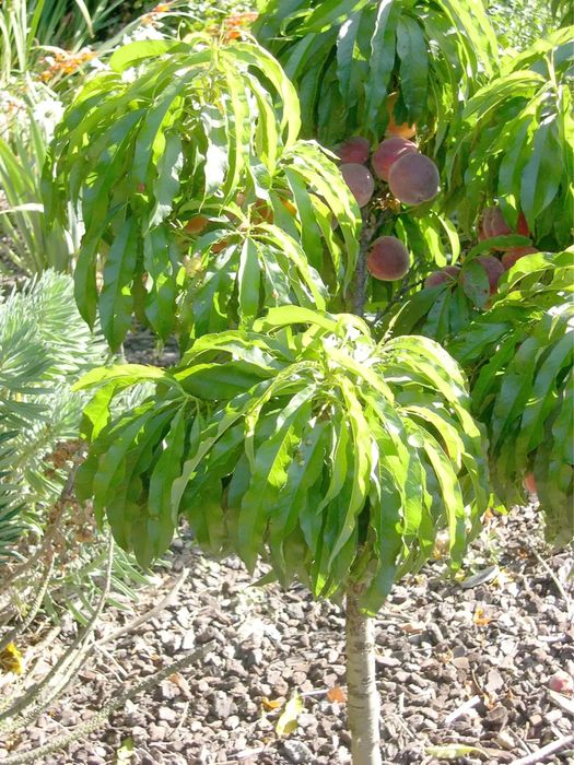 Pomi fructiferi pitici(Dwarf)