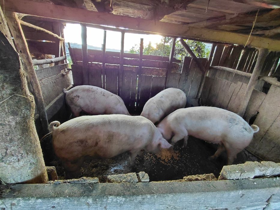 Угоени Прасета на сметка