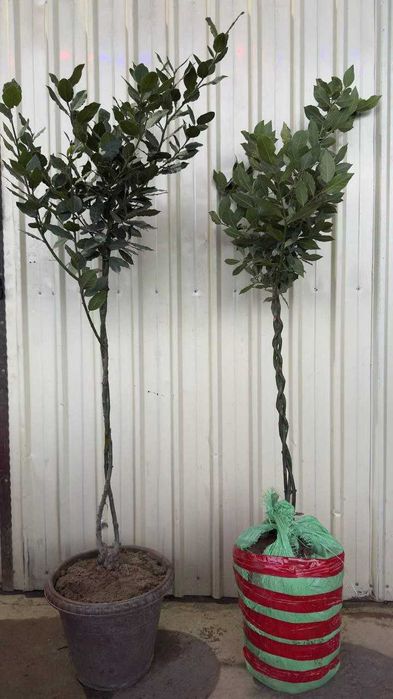 оптом нархларда Лавровый лист кўчатлари  қишда совуққа чидамли