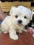 Bichon Maltez Alb