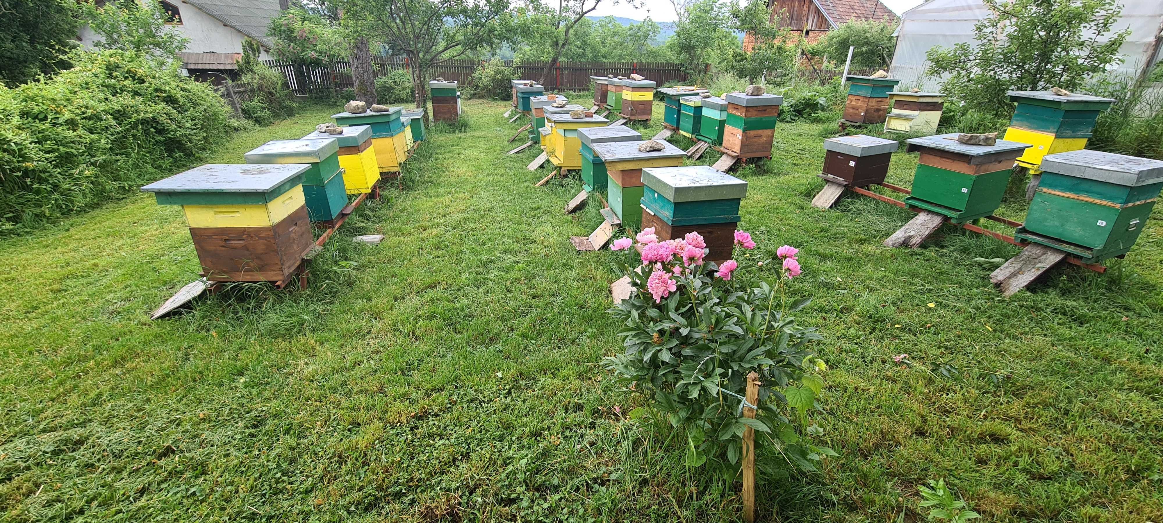 Vand miere in Floresti, judetul Cluj