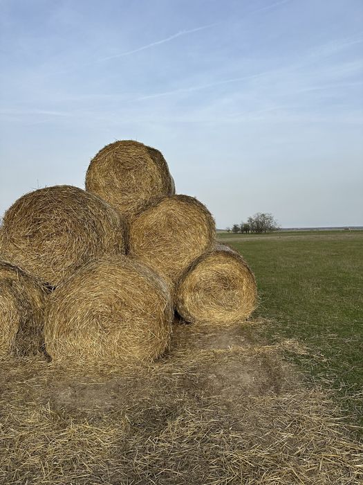 Baloti de paie.