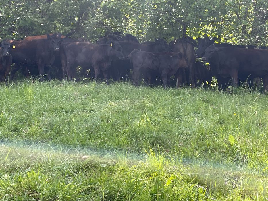 Vaci,vitei si julinci gestante (angus) de vanzare!!!