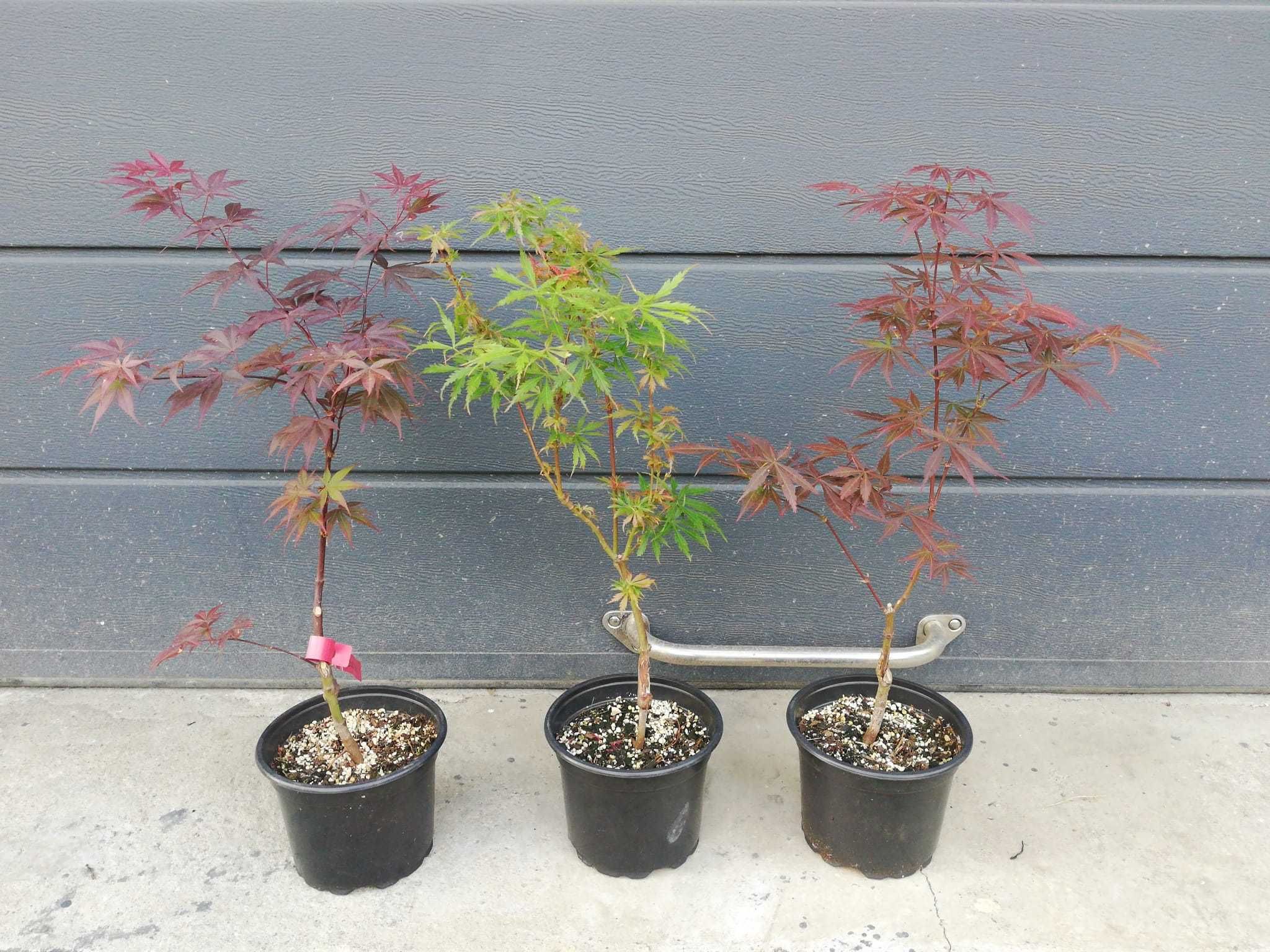 Artar Japonez (Acer Palmatum) la ghiveci, 100-150cm