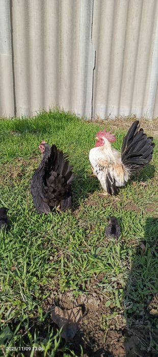 Шабо семейка продаётся карликовые маленькие