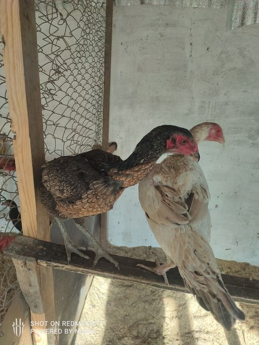 Дакан мекендер жаксы кандар