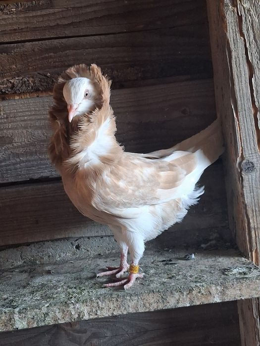 Porumbei de vânzare