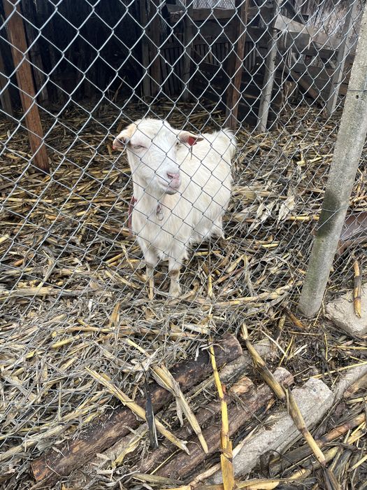 Vand capră gestantă