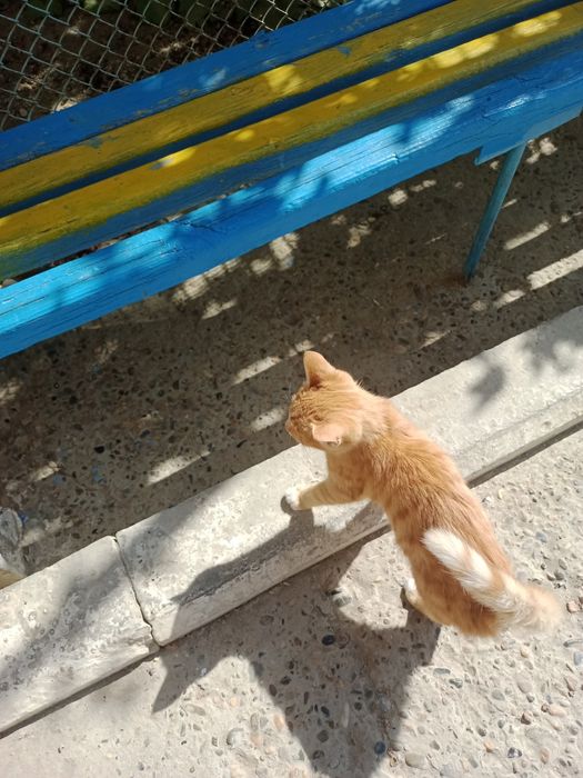 Котята,мальчики,3месяца