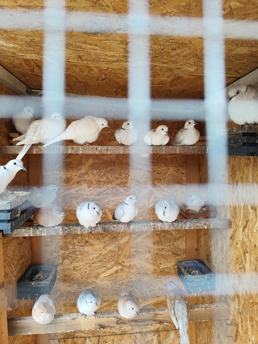 Porumbei voiajori stil vechi , straseri ,  turturele razatoare