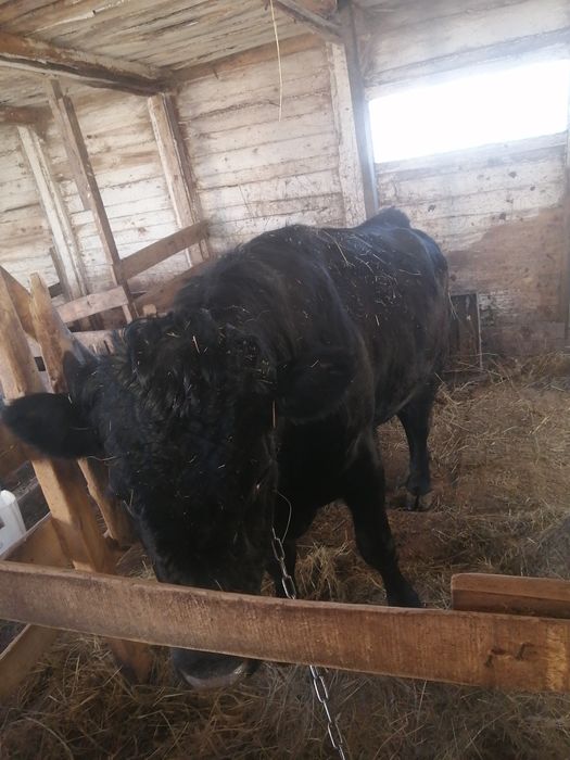 Обен на молочную корову