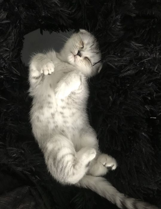 Мысық шотландский