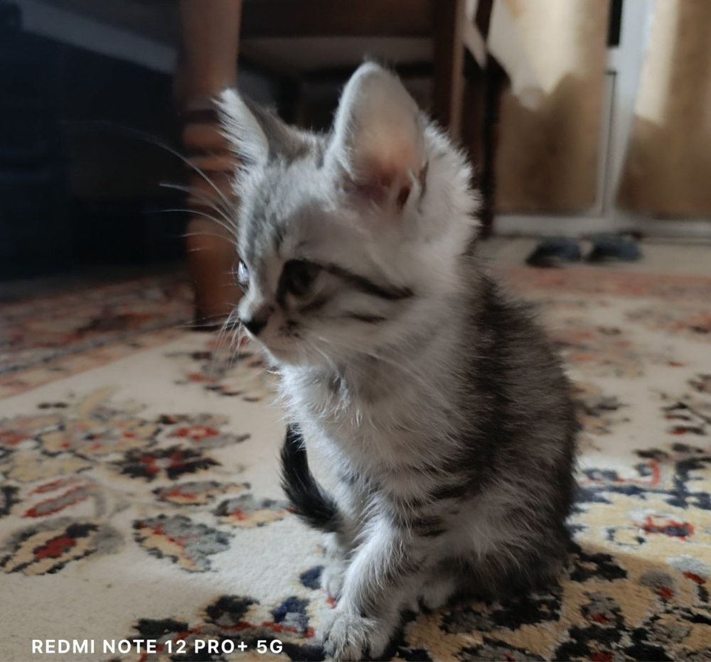 Продаются котятя/ Пшик сотилади