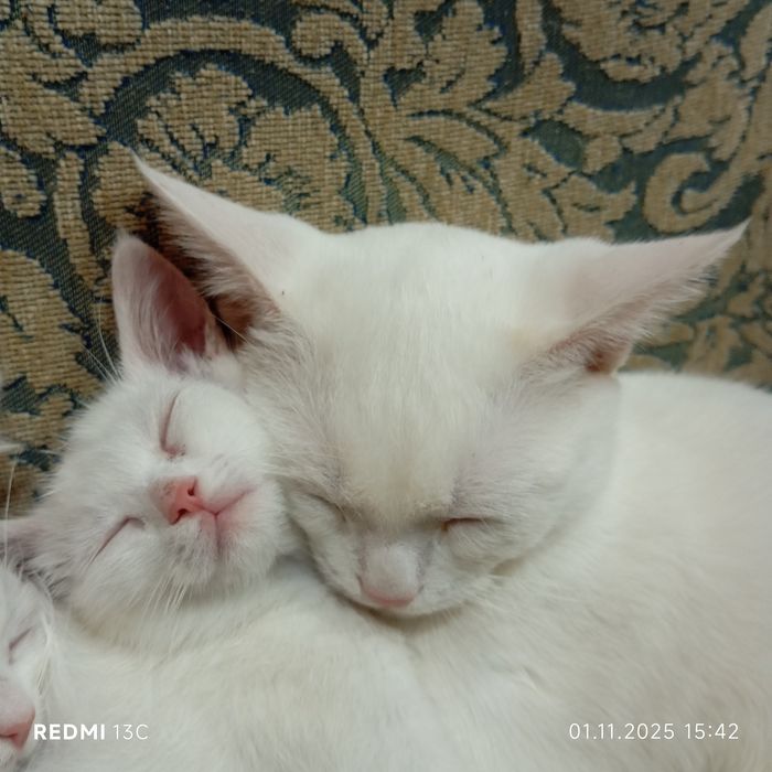 Котенок страйк и фолд