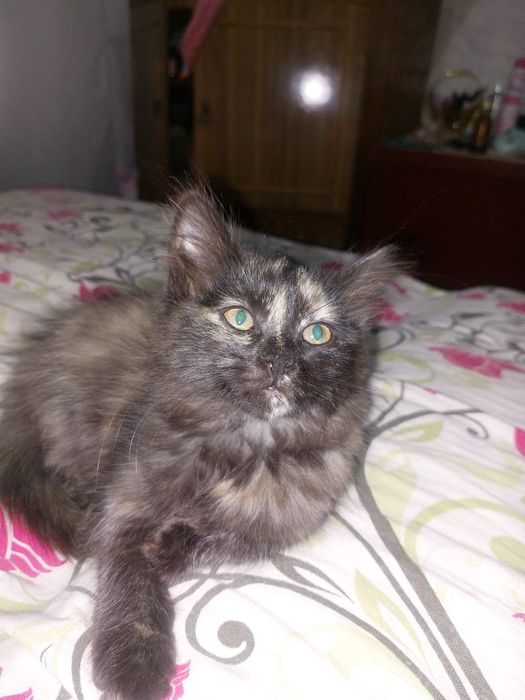 Котята ищут семью