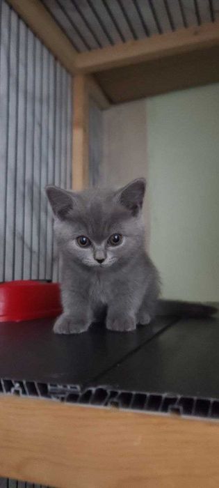 Sotiladi Scottish fold(stray) продажа скоттиш фолд[страй)