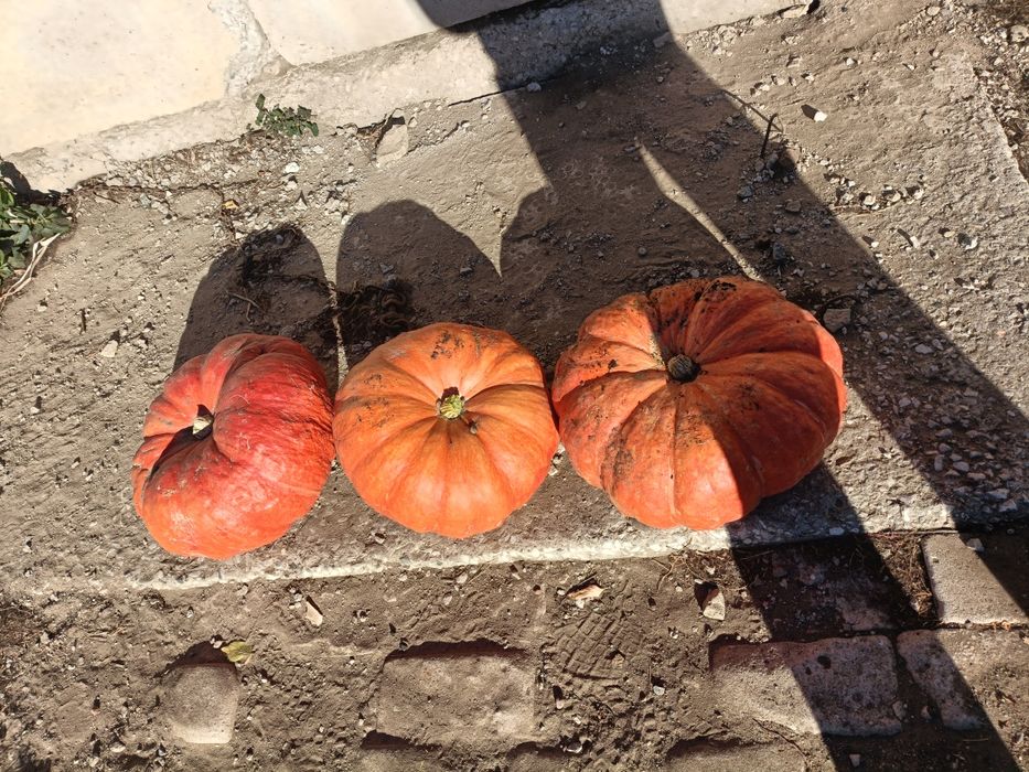 Продам домашнюю тыкву