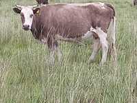 Продам Корова с теленком