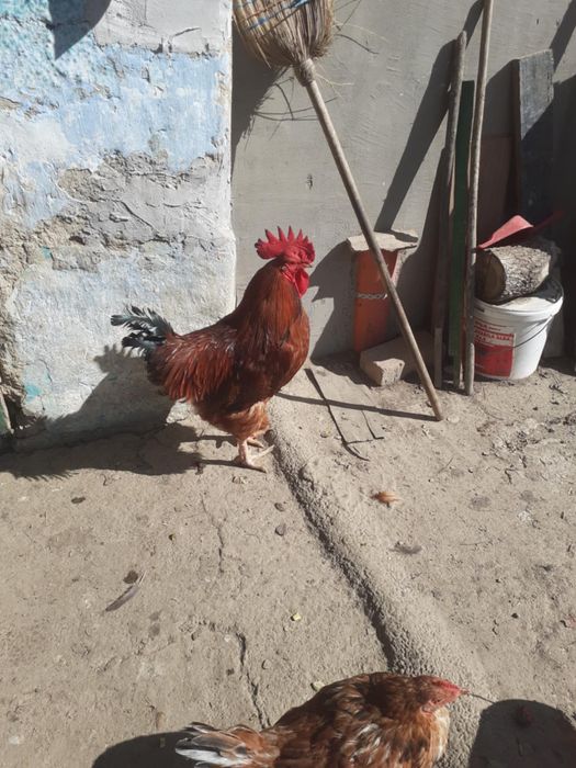 Cocosi de casa