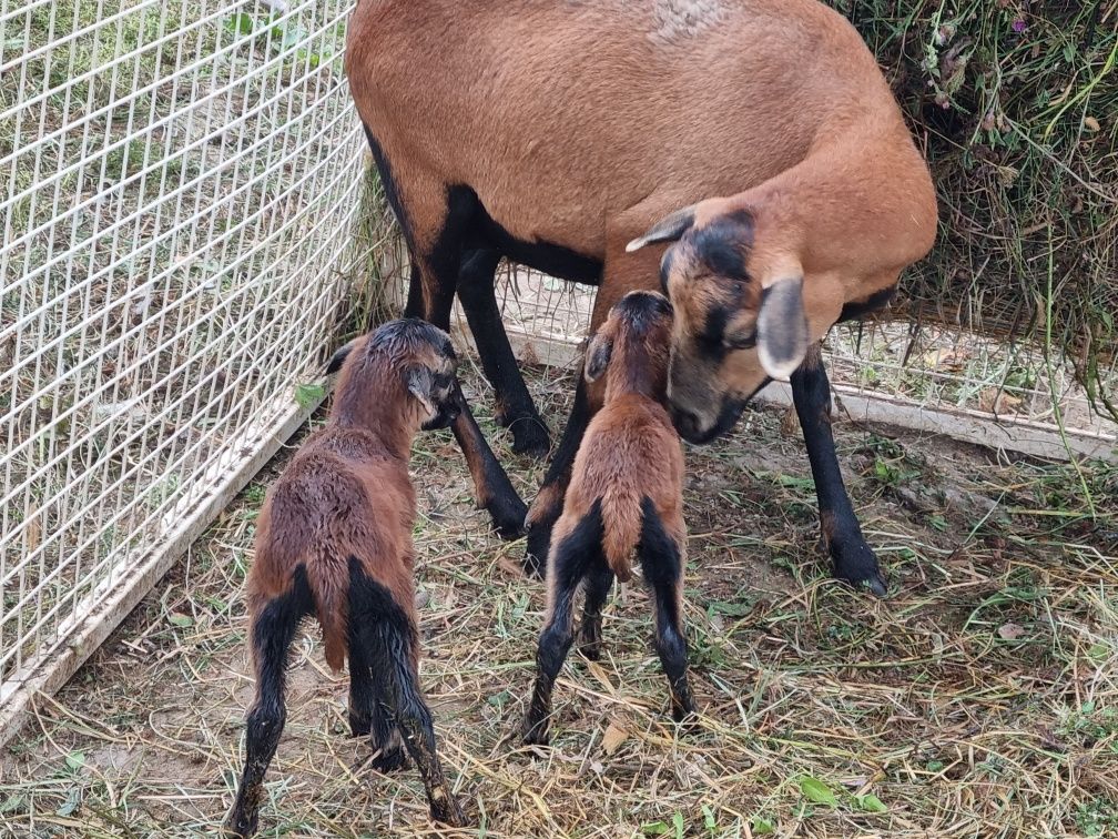 Vând oi și miei de camerun rasă pura