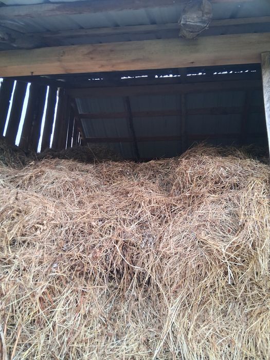 Baloti de fan de vanzare