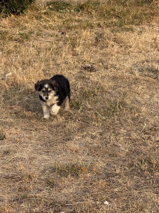 Отдам в хорошие руки