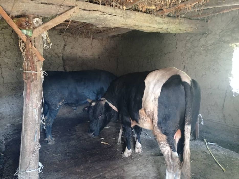 Buqa navos Hukiz Xukiz sotiladi