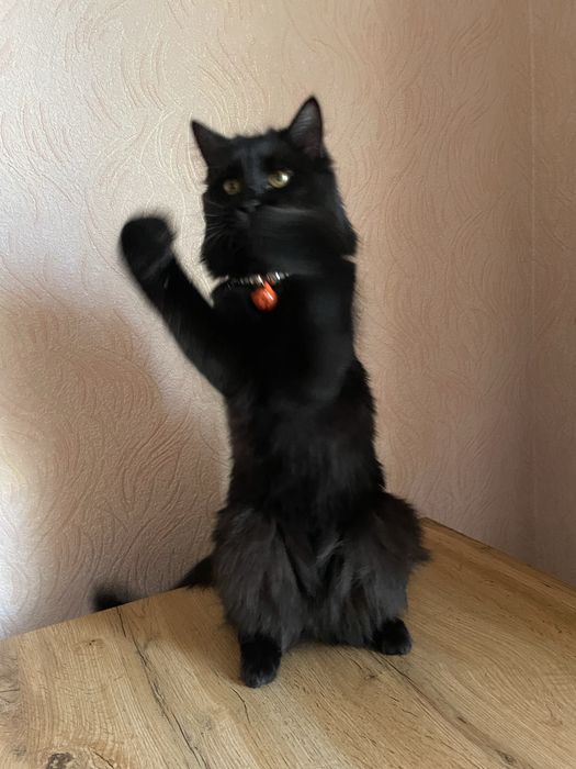 Кошка черная 1,5 года