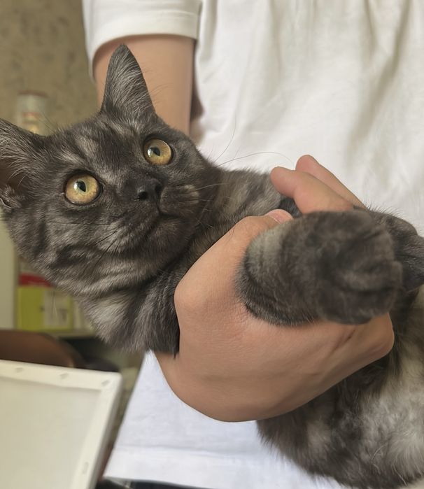 Котенок 9 месяцев, чистый породный скоттиш страйт