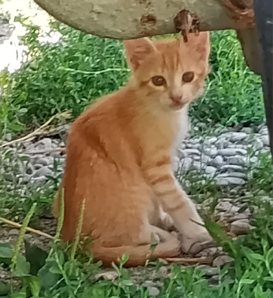 Pisoiasi pentru adoptie