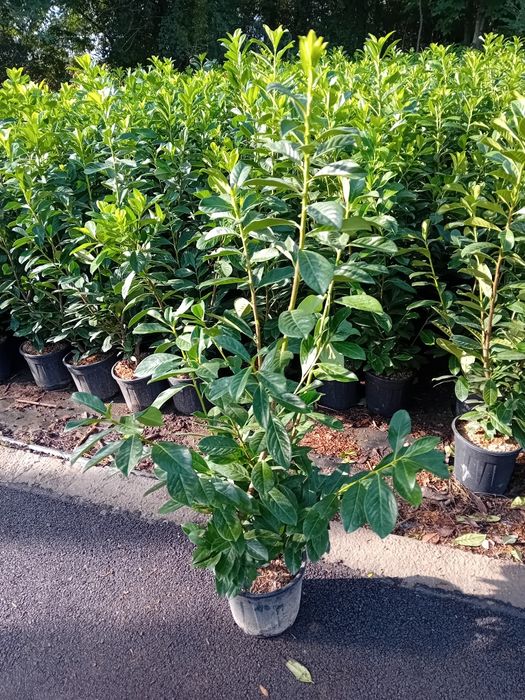 Vând laur englezesc novita