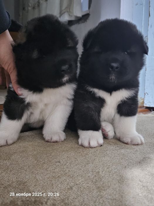 Щенки Американской Акиты