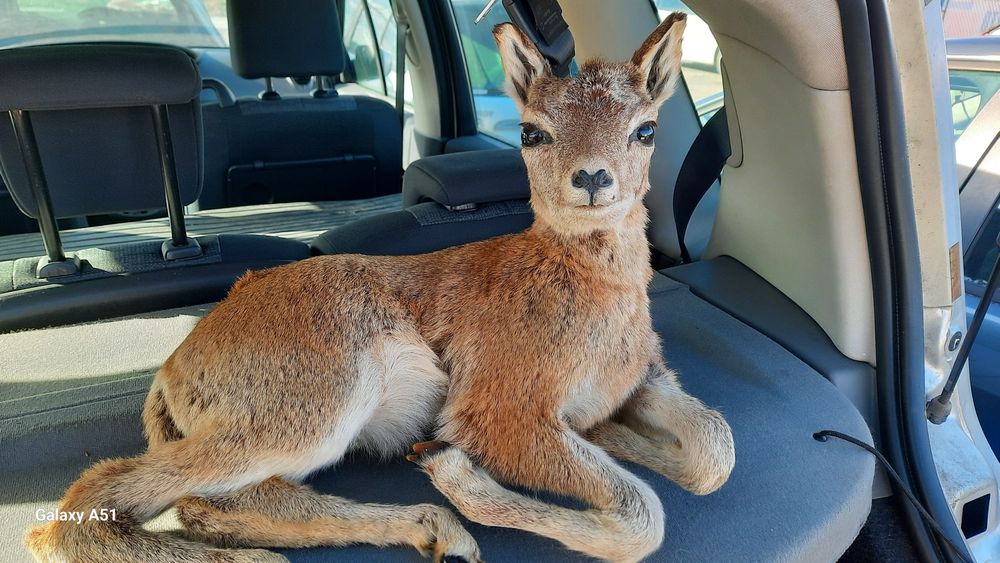 Препариран трофей. Сърна