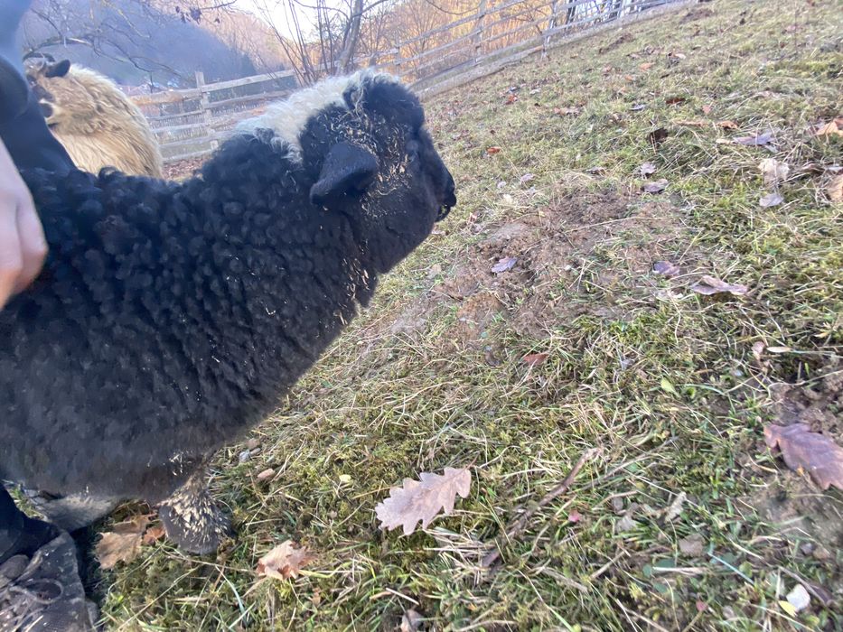 Vand oaie cu mieluta