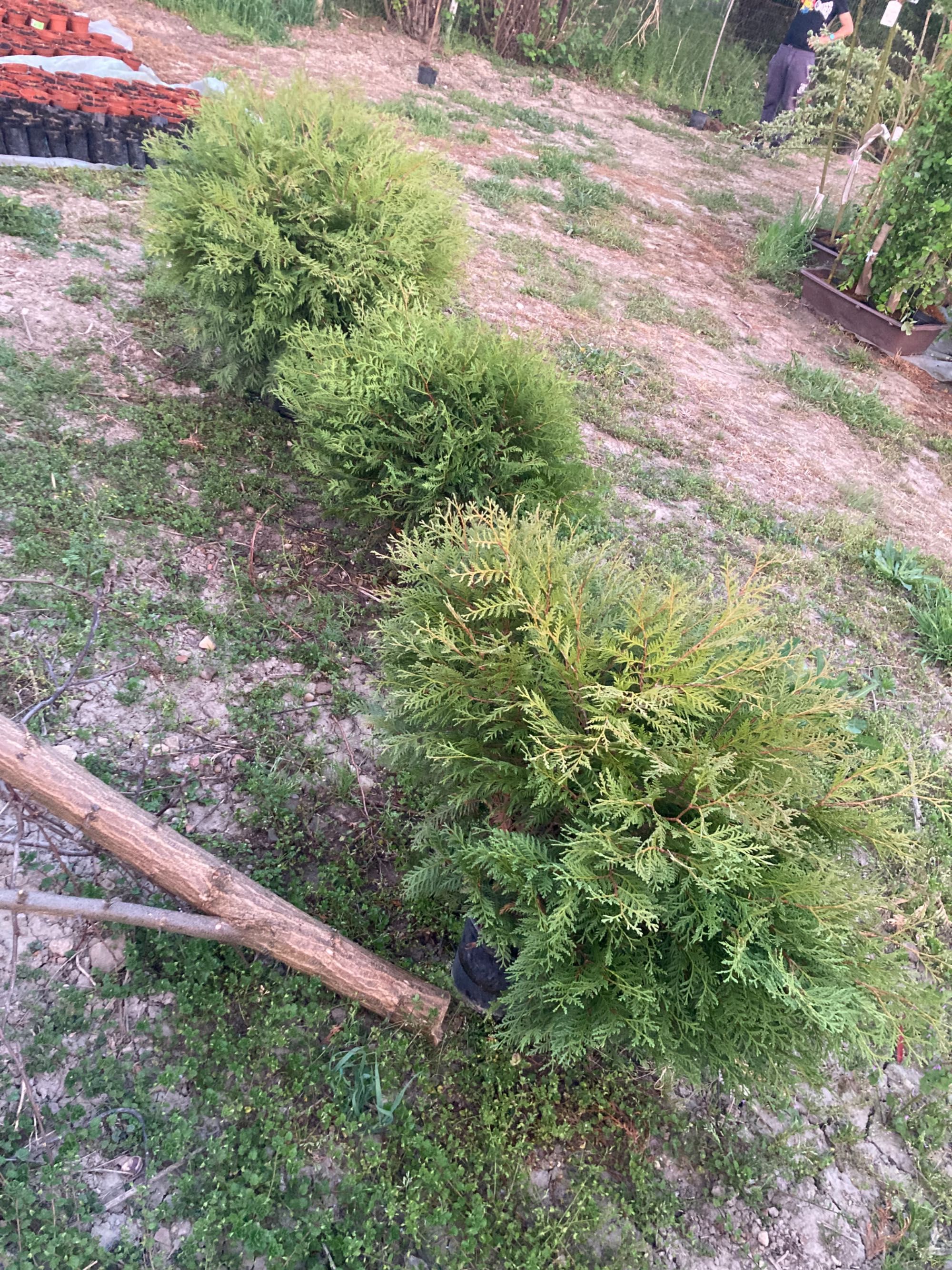 Западна Туя Глобоза /Thuja Globosa/