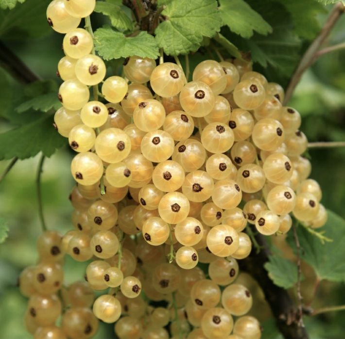 Coacaz negru titiana