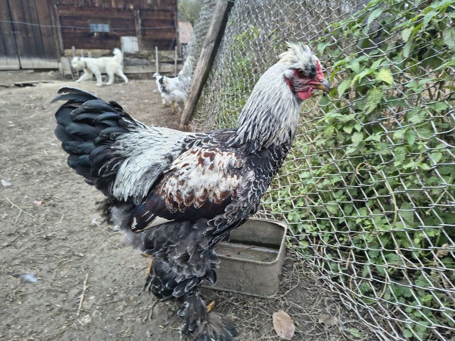 Vând cocoșel moțat bsi încălțat de cinci luni