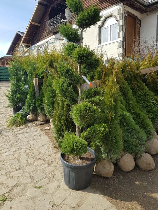 Vand tuia smarald columna braband pon pon spirale arțar palmieri