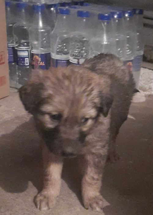 щенки звоночки бесплатно