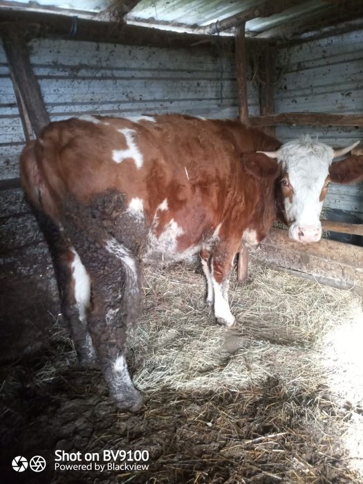 Jurincă baltata la prima fătare