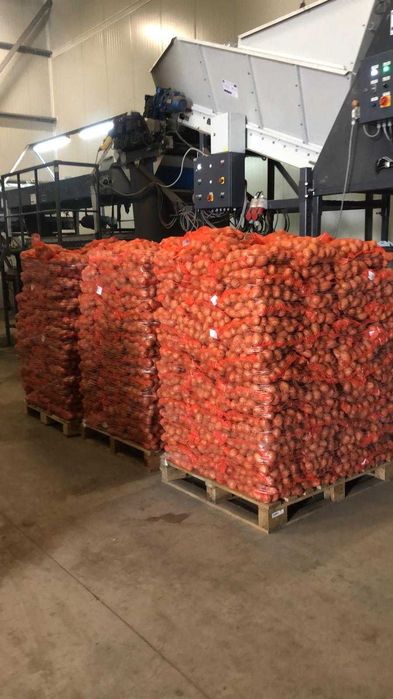 Cartofi Samanta Paradiso 2024 IMPORT Soi Timpuriu