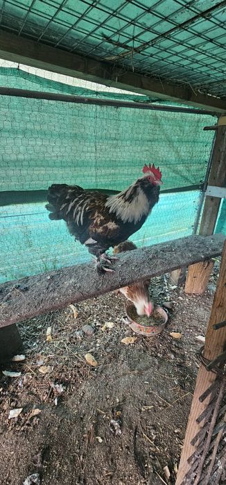 Vând o pereche de Faverolles somon