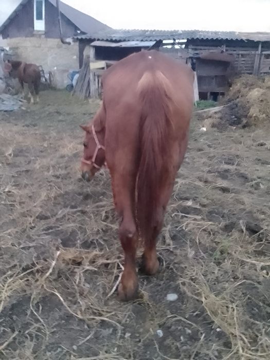 Vând o iapa mai batrană