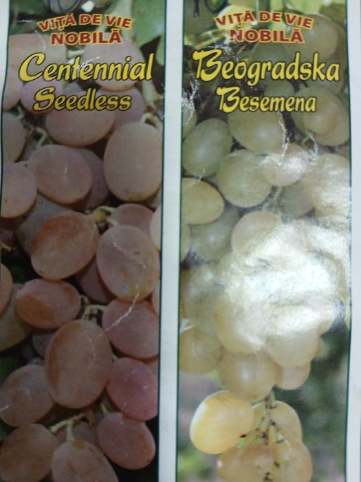 Vita de vie nobila [altoita]soiuri alb și negru fără semințe