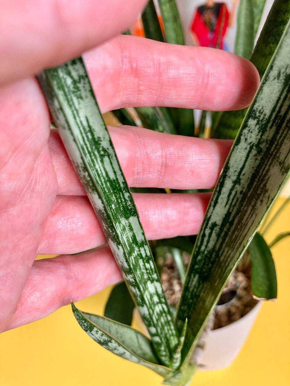 Коллекционные сансевиерии Sansevieria Comet Parrot, Crocodile Rock др