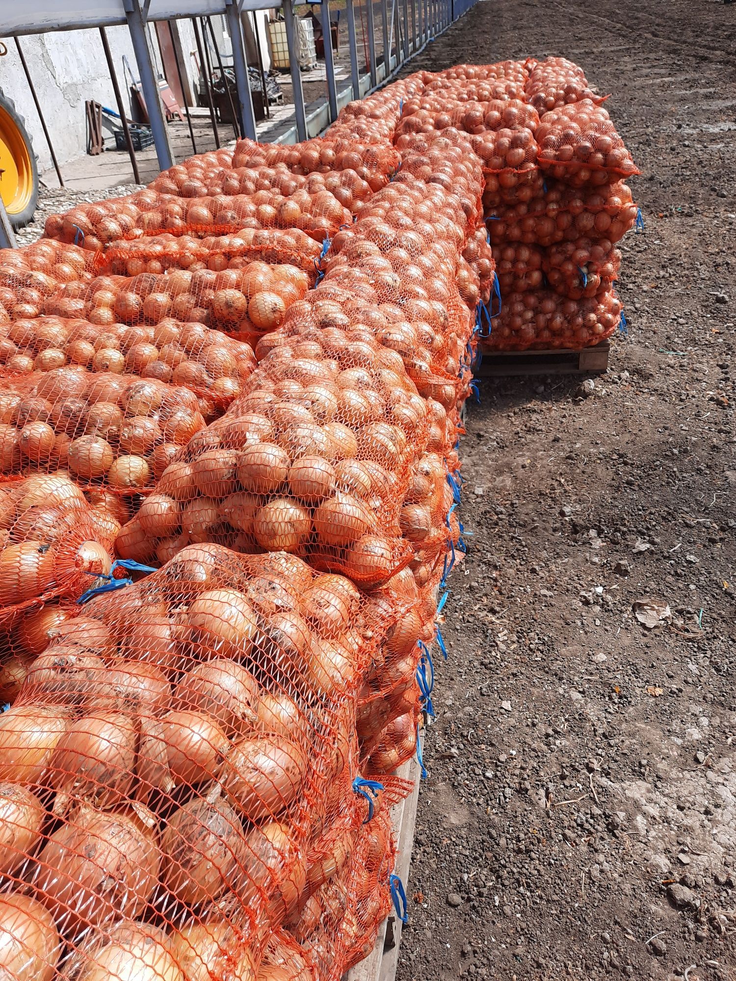 Ceapă galbenă și roșie